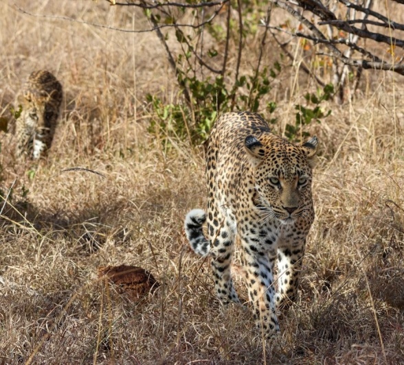 Sabi Sabi Jan Nel Golonyi Walks With Cub