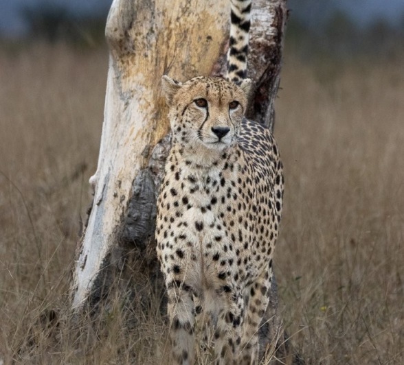 Sabi Sabi Ronald Mutero Cheetah Before Rock