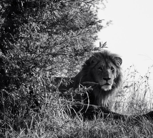 Sabi Sabi Jan Nel Gijima Black And White Sabi Sabi Jan Nel Gijima Black And White