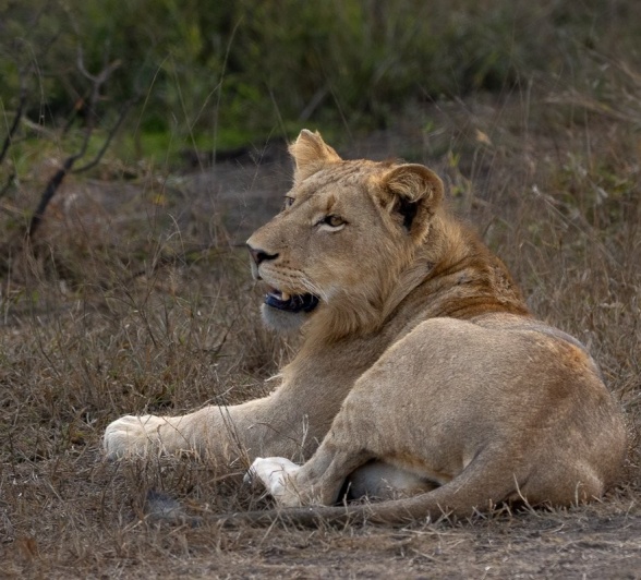Sabi Sabi Ronald Mutero Msuthlu Sabi Sabi Ronald Mutero Msuthlu