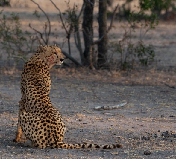 Sabi Sabi Viviane Ladner Makathini Cheetah Sabi Sabi Viviane Ladner Makathini Cheetah