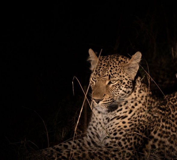 Sabi Sabi Ronald Mutero Kurhula At Night Sabi Sabi Ronald Mutero Kurhula At Night