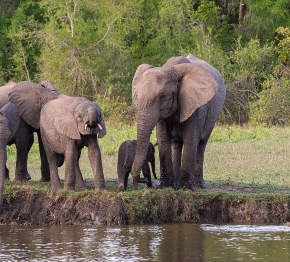 A herd of elephants approaches a watering hole in Sabi Sands. 
