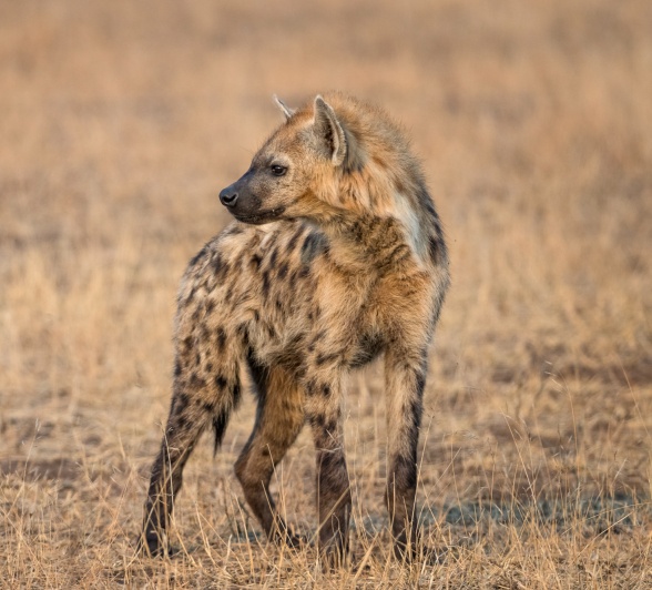 A spotted hyena walks on a dry grassland