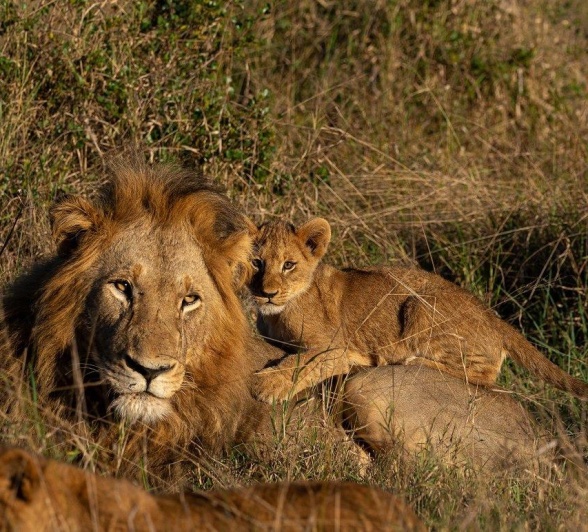 A little cub rests on the back of a big male lion, Gijima.