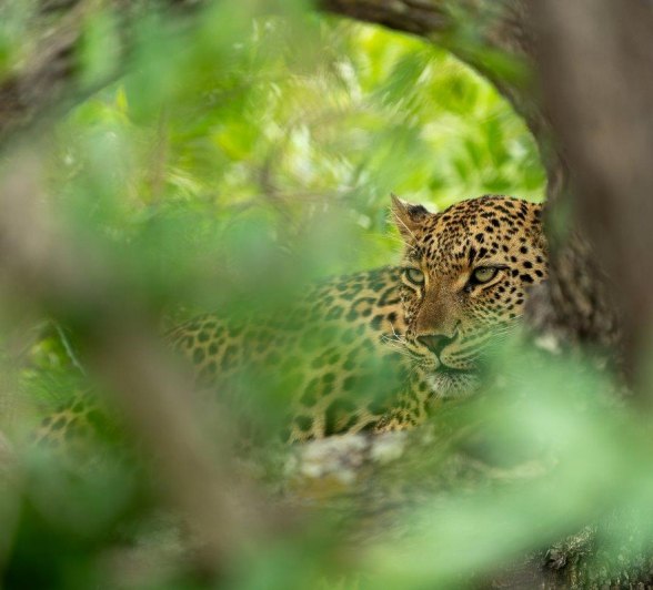 Golonyi can be seen through the lush green leaves of a tree. Golonyi can be seen through the lush green leaves of a tree.