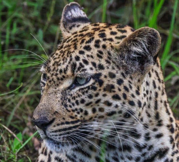 Tengile Leopard In Grass Ruan Mey Tengile Leopard In Grass Ruan Mey