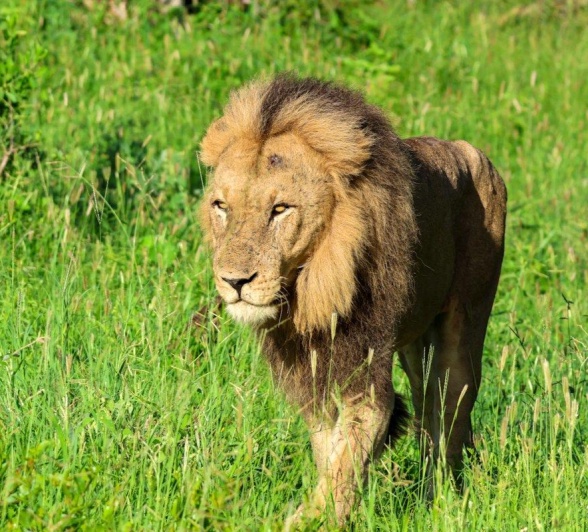 Sabi Sabi Jan Nel Kambula Lion Sabi Sabi Jan Nel Kambula Lion
