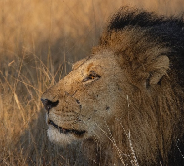Sabi Sabi Ronald Mutero Gijima Male Lion Profile Sabi Sabi Ronald Mutero Gijima Male Lion Profile