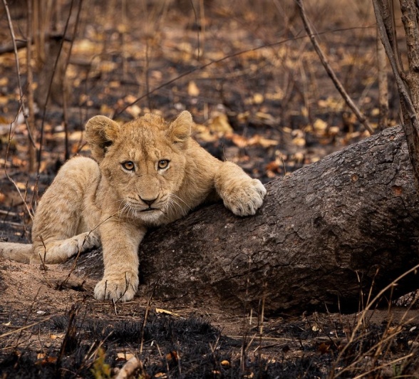 Sabi Sabi Jp Van Rooyen Msuthlu Cub Sabi Sabi Jp Van Rooyen Msuthlu Cub