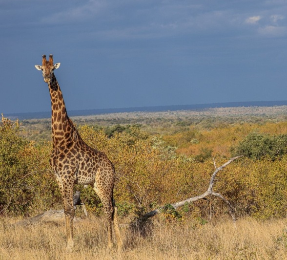 Sabi Sabi Ruan Mey Giraffe Sabi Sabi Ruan Mey Giraffe