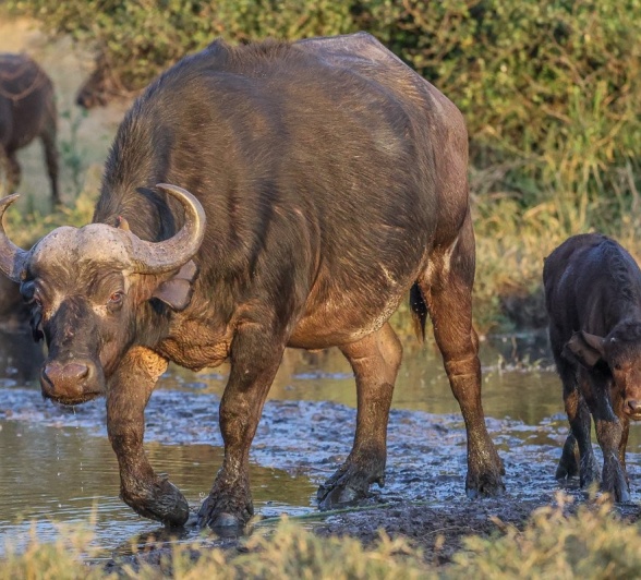 Sabi Sabi Ruan Mey Buffalo With Calf Sabi Sabi Ruan Mey Buffalo With Calf