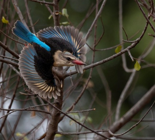 Sabi Sabi Benjamin Loon Kingfisher Take Off Sabi Sabi Benjamin Loon Kingfisher Take Off
