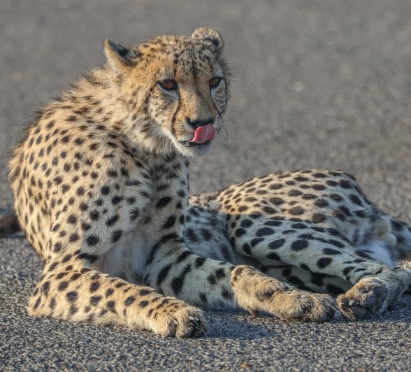 A cheetah is spotted during a game drive from Sabi Sabi. A cheetah is spotted during a game drive from Sabi Sabi.