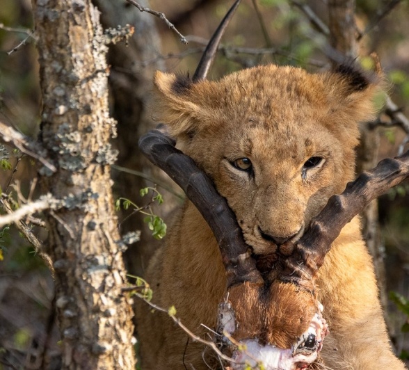 Sabi Sabi Ronald Mutero Styx Young Lion Sabi Sabi Ronald Mutero Styx Young Lion