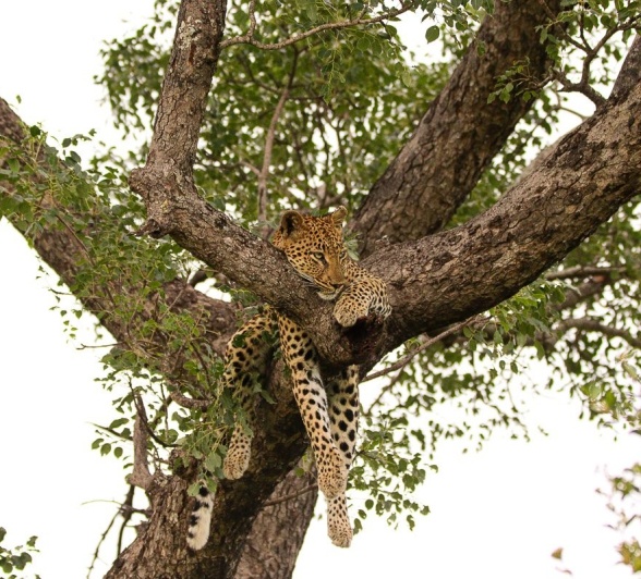 Sabi Sabi Jana Du Plessis Female Leopard In Tree