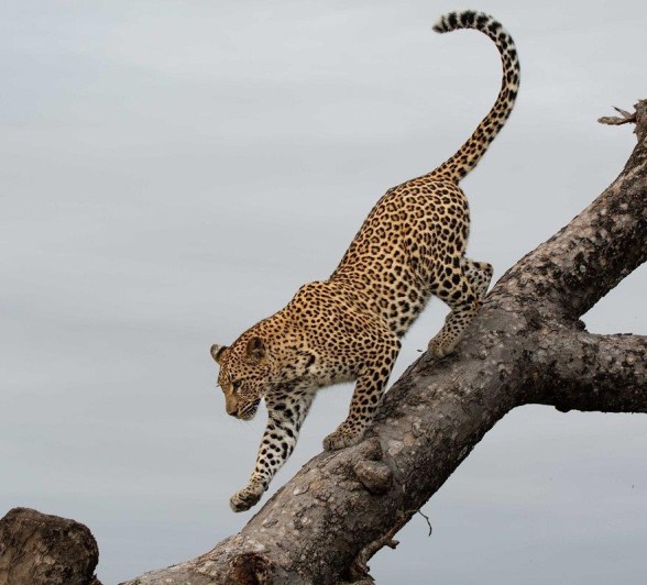 Spending time with the wildlife in the area allows you to truly understand their behaviours. 