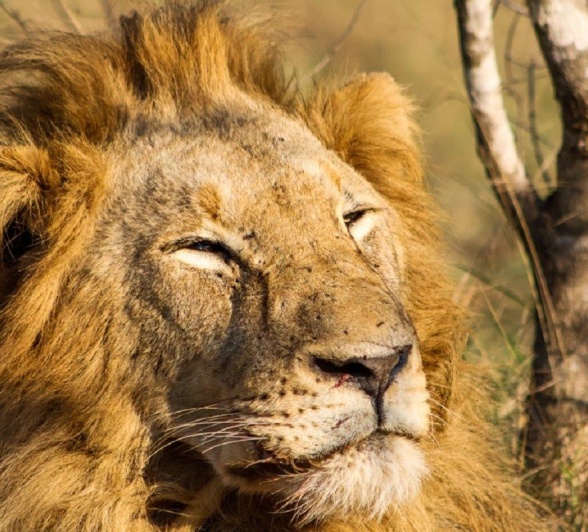 One of the Gijima males turns his head to the sunlight. 
