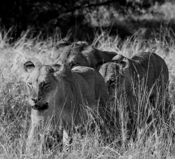 Styx cubs walk through the grass. 