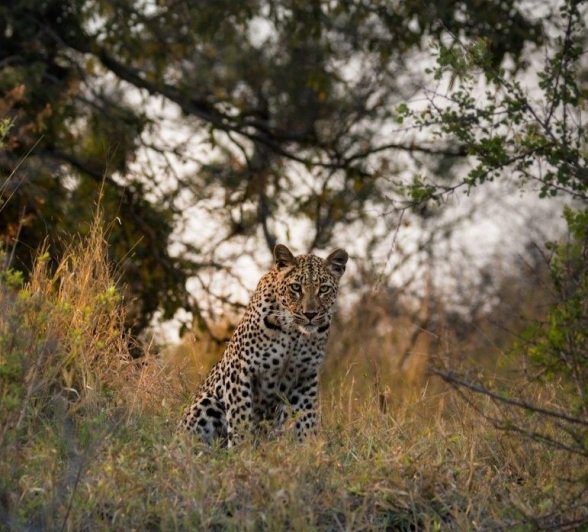 The Golonyi female leopard sits atop a termite mound to asses potential prey options. 