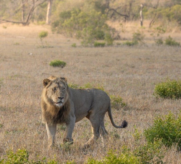 The wind notified the Nkuhuma male lion of oncoming lions. He was able to move away without causing a stir. 