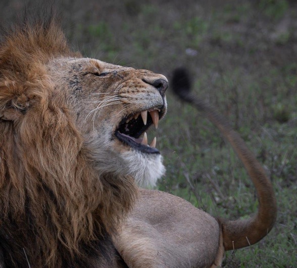 One of the Gijima male lions roars to assert his dominance in the area. 