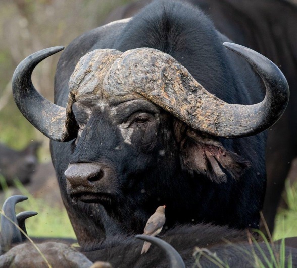 The bigger bulls in a herd play a vital role in protecting the herd when predators attack them. The bigger bulls in a herd play a vital role in protecting the herd when predators attack them.