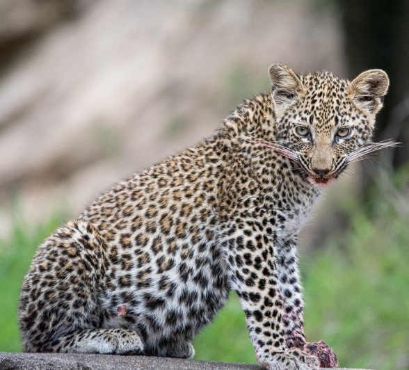 One of Ntsumi's two cubs that are both growing to be very strong. One of Ntsumi's two cubs that are both growing to be very strong.