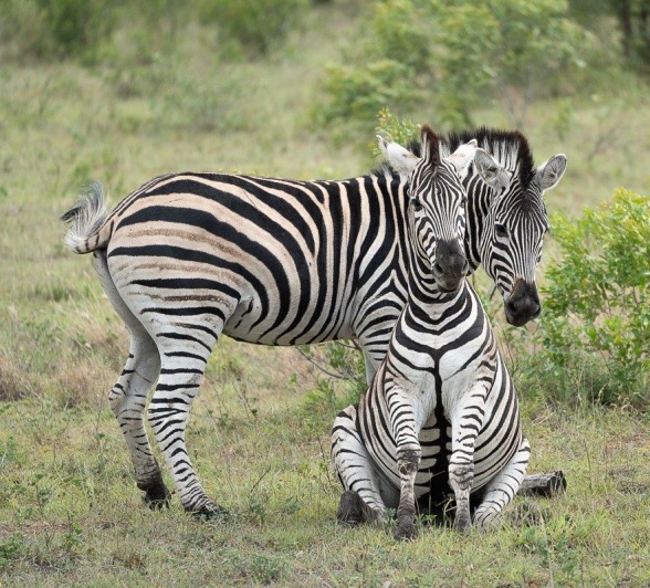 During battle between two zebras, one of them decided to sit down on the ground in the hopes that the fight would cease.
