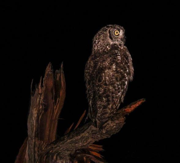 Spotted Eagle Owl Night Drive Ruan Mey