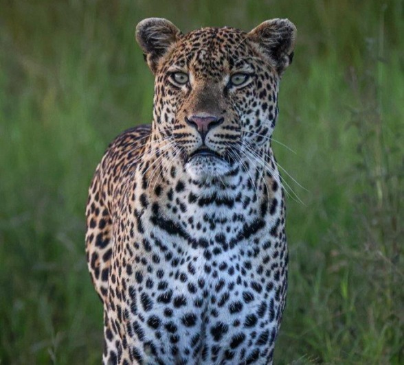 Khulwana walks along the road near Sabi Sabi in the early hours of the morning. Khulwana walks along the road near Sabi Sabi in the early hours of the morning.