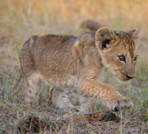 Through their playful antics, they hone essential skills for survival, fostering strength, coordination, and social bonds that will shape their future as rulers.