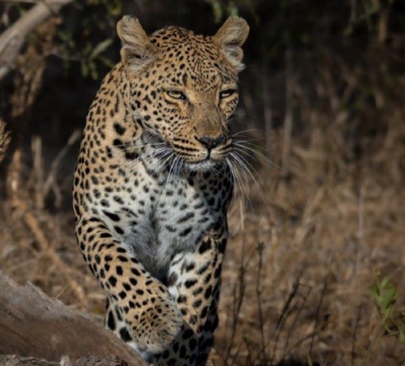 Sabi Sabi Devon Jansen Ntsumi Walking Sabi Sabi Devon Jansen Ntsumi Walking