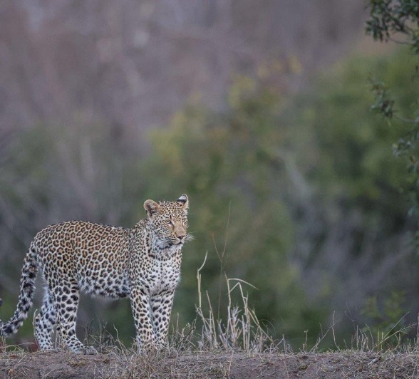 Sabi Sabi Ruan Mey Ntsumi Cub Roaming Reserve Sabi Sabi Ruan Mey Ntsumi Cub Roaming Reserve