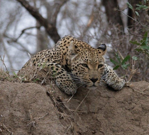 Ntsumi female leopard resting on an termite mound.
