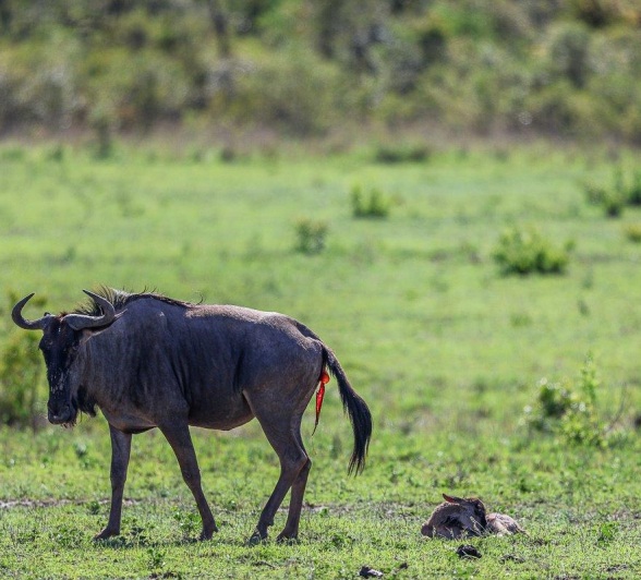 Sabi Sabi Ruan Mey Newborn Wildebeest