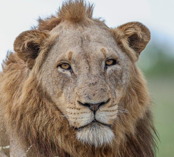 Sabi Sabi Ruan Mey Male Lion