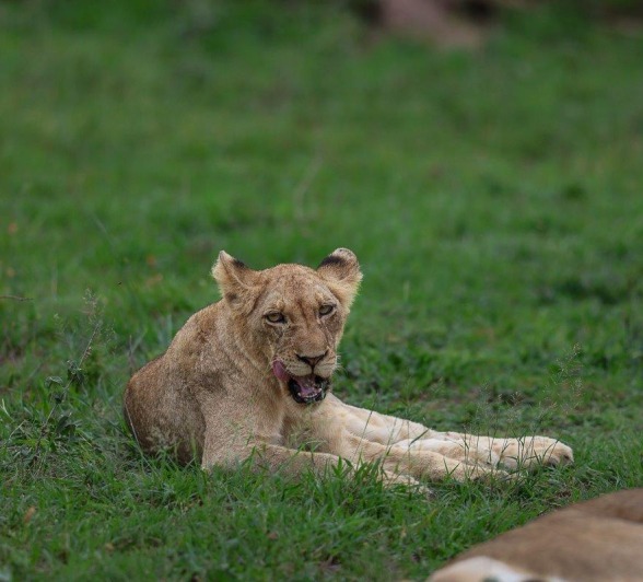 Sabi Sabi Ruan Mey Msuthlu Pride Member