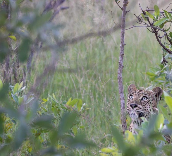 Sabi Sabi Jp Van Rooyen Golonyi Cub Roadside Sabi Sabi Jp Van Rooyen Golonyi Cub Roadside