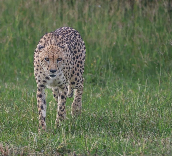 Sabi Sabi Ruan Mey Cheetah
