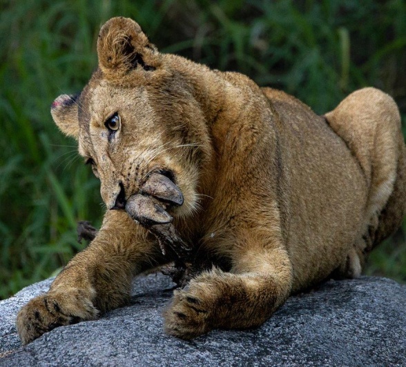 A member of the Msuthlu pride nibbles on an antelope's leg. 