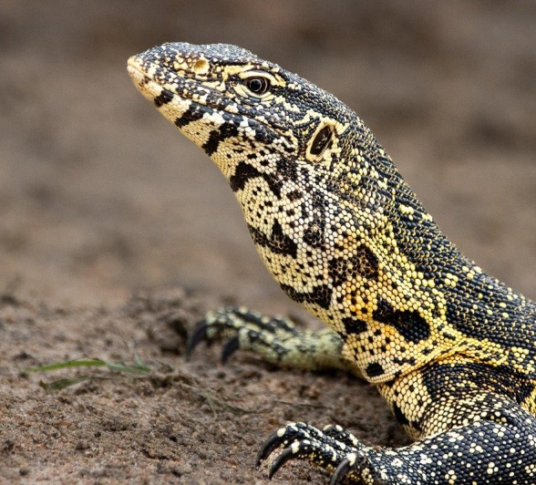Sabi Sabi Ronald Mutero Water Monitor