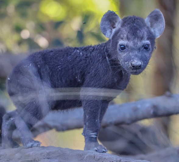 A hyena pup comes out from its den. A hyena pup comes out from its den.