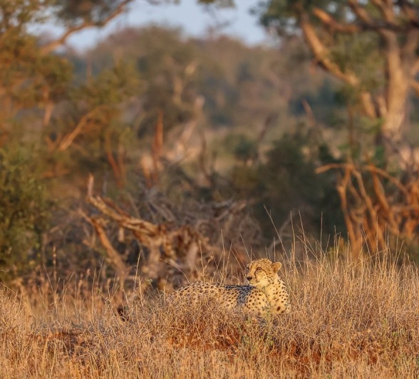 Sabi Sabi Ruan Mey Cheetah Camoflage