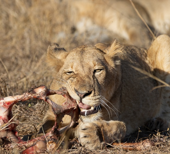 Sabi Sabi Ronald Mutero Msuthlu 3 Sabi Sabi Ronald Mutero Msuthlu 3