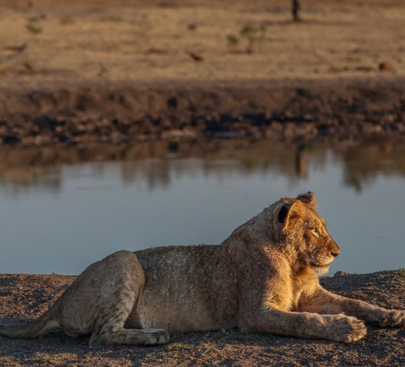Sabi Sabi Ruan Mey Msuthlu Pride Sabi Sabi Ruan Mey Msuthlu Pride
