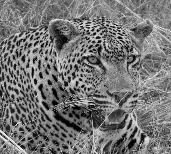 Sabi Sabi Jan Nel Khulwana Sabi Sabi Jan Nel Khulwana