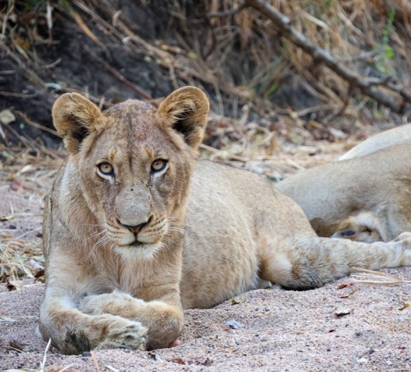 Sabi Sabi Jan Nel Msuthlu Kill Wildebeest Sabi Sabi Jan Nel Msuthlu Kill Wildebeest
