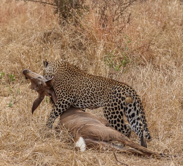 Khulwana, a strong male leopard is spotted in the Sabi Sands dragging his kill - a kudu. Khulwana, a strong male leopard is spotted in the Sabi Sands dragging his kill - a kudu.