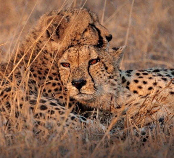 Sabi Sabi Devon Jansen Cheetahs Bond Sabi Sabi Devon Jansen Cheetahs Bond